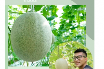 【完售】潭子區植夢農場的網紋洋香瓜