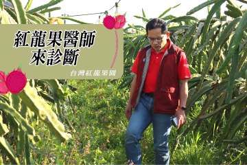 紅龍果醫師來診斷-走訪台灣紅龍果園