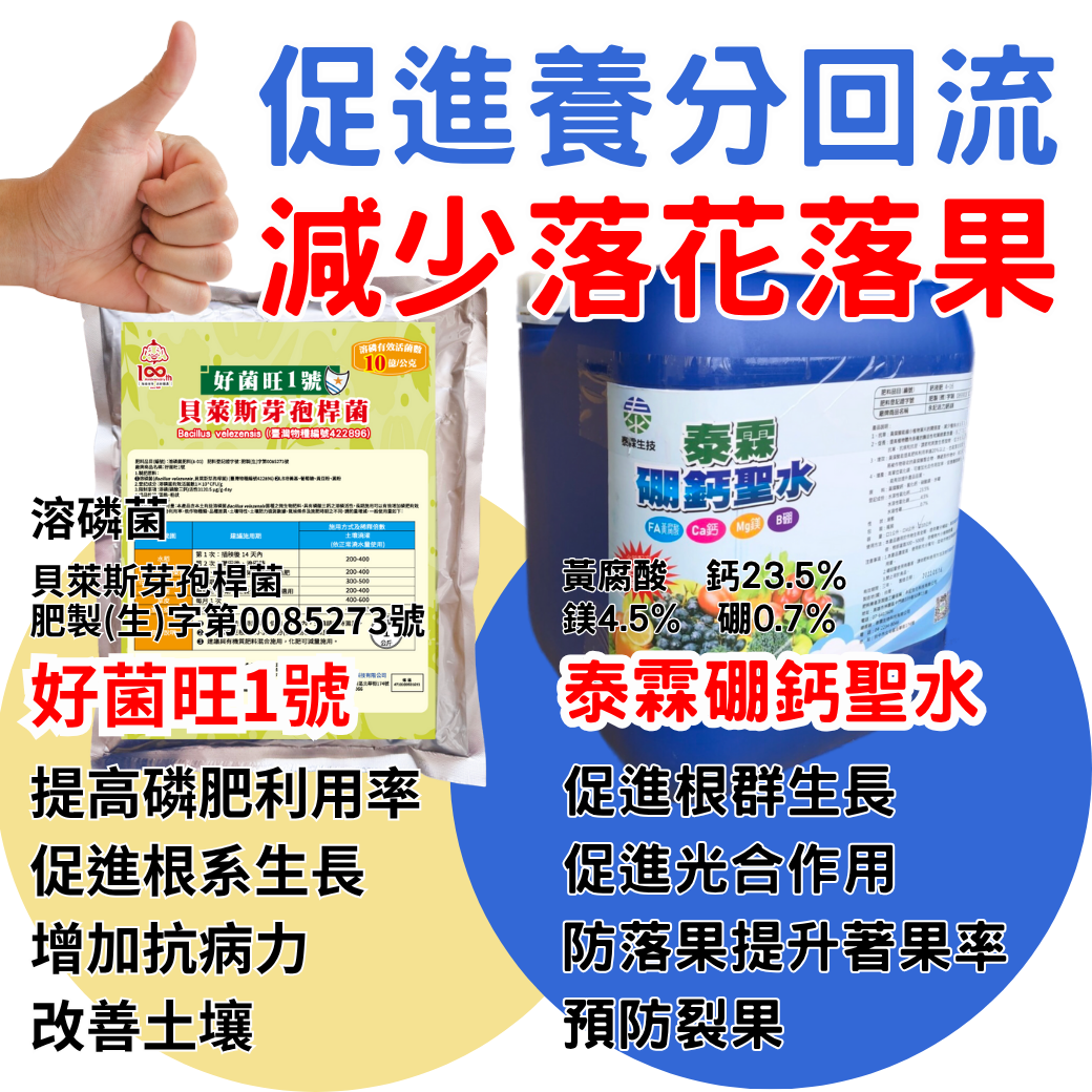 20251115促進養分回流 減少落花落果_好菌旺_硼鈣聖水