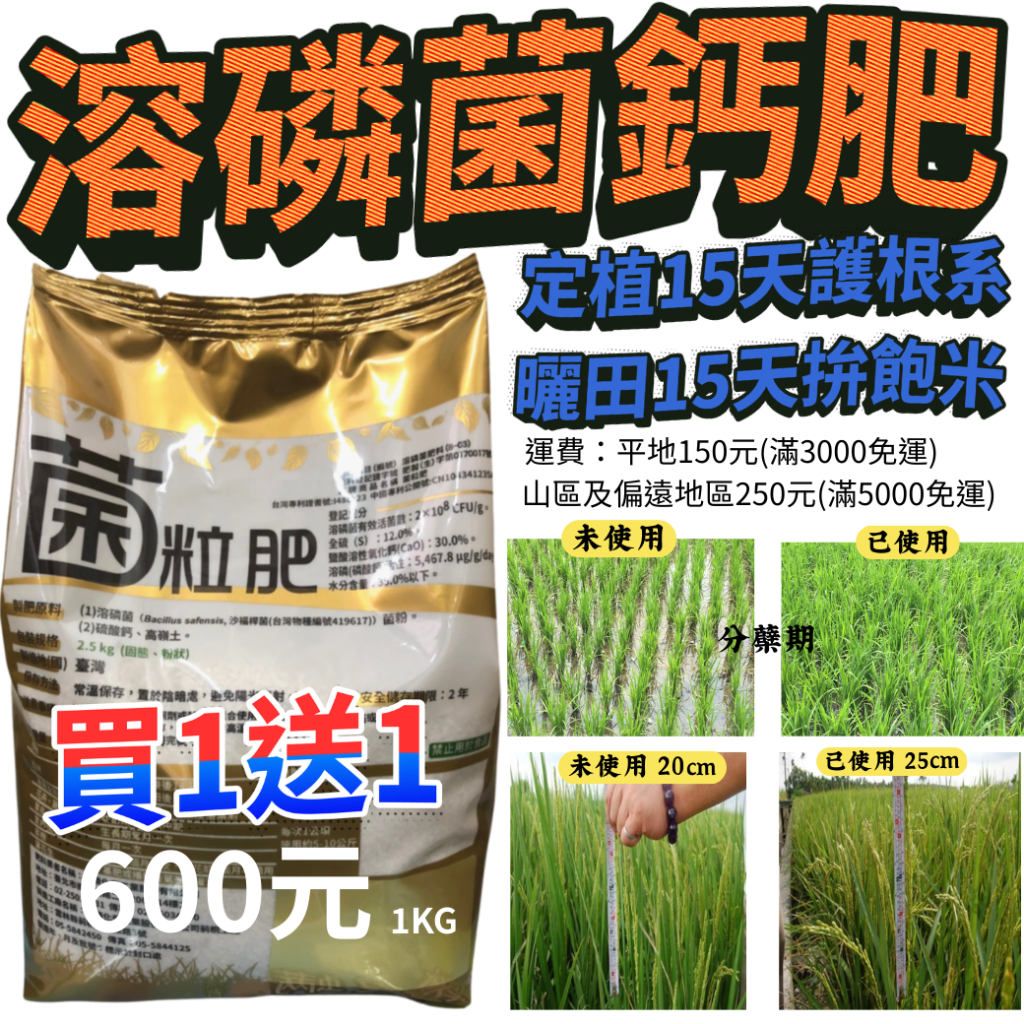 20260302【水稻專用菌粒肥2.5kg買1送1只要600元定植15天護根系、曬田15天拚飽米微生物肥料補助再省一半減少空包彈、穩產量又護土壤】