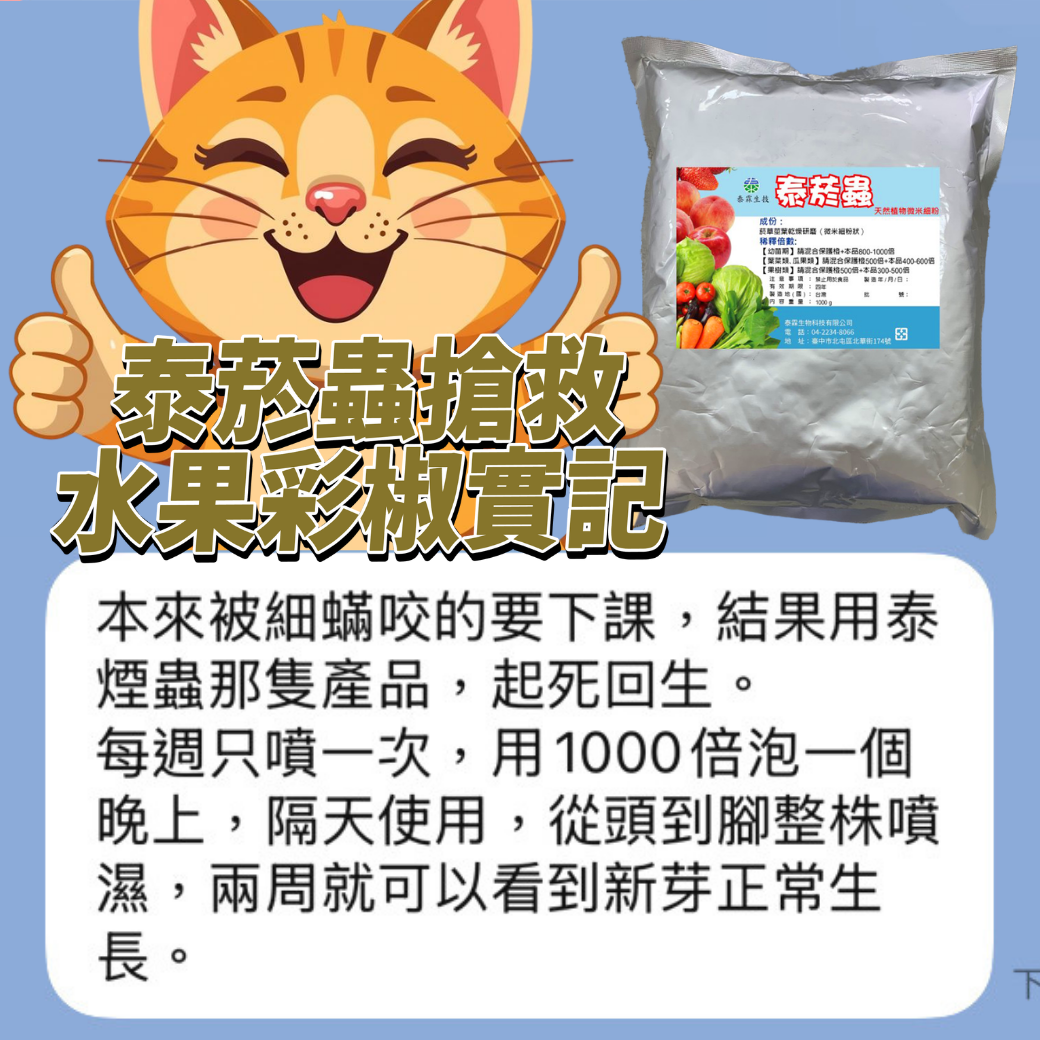 20260408【溫室水果彩椒農友見證】原本被細蟎啃到幾乎零收成的水果彩椒，在使用泰菸蟲 300–500 倍稀釋後，新葉光亮、果實再度結實累累，溫室整片顏色好療癒