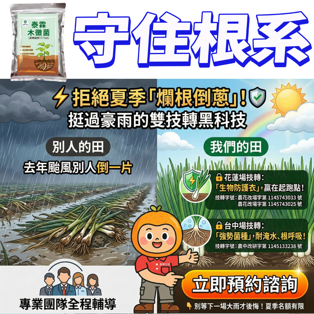 20260411拒絕夏季「多雨爛根」！泰霖木黴菌＋抗逆境實戰系統，雙改良場技轉護根，讓青蔥豪雨後一樣挺立、產量翻倍 用泰霖木黴菌守住根系，再搭配泰磷50、泰褐藻、好菌旺1號、硼鈣聖水、綠馨一號、強浚2號，收成穩穩翻倍