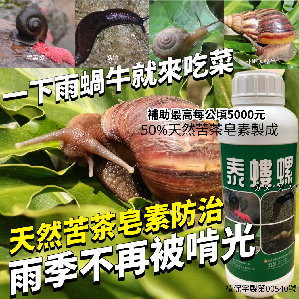 20260402【一下雨蝸牛就來吃菜！泰螻螺1L/500元，天然苦茶皂素防治福壽螺、蝸牛、蛞蝓，守護水稻、葉菜、果樹雨季不再被啃光】