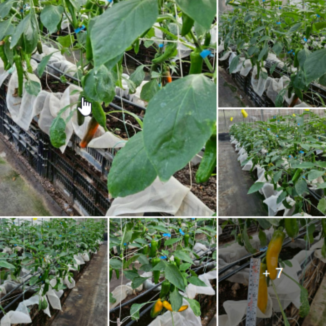 20260408【溫室水果彩椒農友見證】原本被細蟎啃到幾乎零收成的水果彩椒，在使用泰菸蟲 300–500 倍稀釋後，新葉光亮、果實再度結實累累，溫室整片顏色好療癒