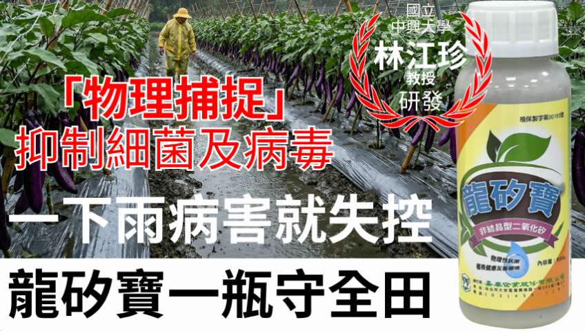 20260402一下雨病害就失控？龍矽寶500ml一瓶守全田 中興大學林江珍教授團隊研發技轉，雨後一噴啟動「病害防火牆」，活動期間買10送1。