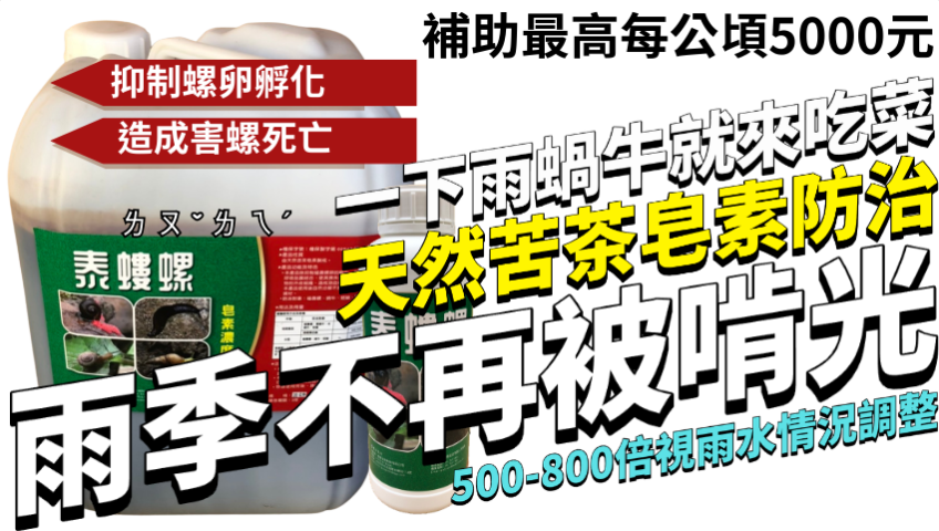20260402【一下雨蝸牛就來吃菜！泰螻螺1L/500元，天然苦茶皂素防治福壽螺、蝸牛、蛞蝓，守護水稻、葉菜、果樹雨季不再被啃光】
