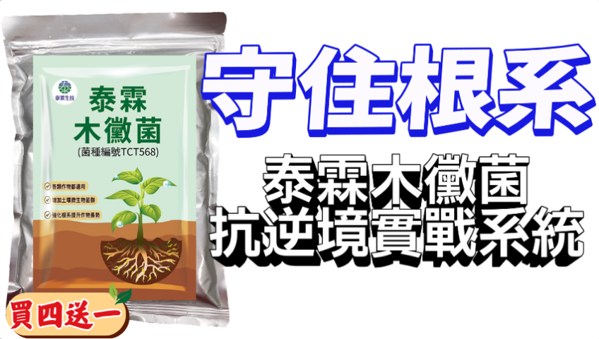 20260411拒絕夏季「多雨爛根」！泰霖木黴菌＋抗逆境實戰系統，雙改良場技轉護根，讓青蔥豪雨後一樣挺立、產量翻倍 用泰霖木黴菌守住根系，再搭配泰磷50、泰褐藻、好菌旺1號、硼鈣聖水、綠馨一號、強浚2號，收成穩穩翻倍