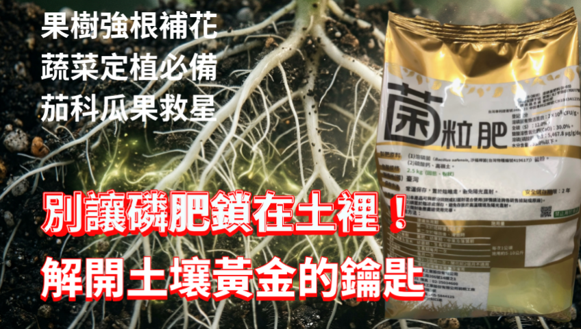 20260401【別讓磷肥鎖在土裡！大勝溶磷菌粒肥：解開土壤黃金的鑰匙】果樹強根補花 蔬菜定植必備 茄科瓜果救星