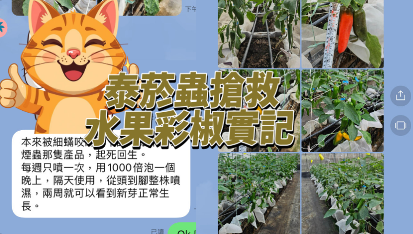 20260408【溫室水果彩椒農友見證】原本被細蟎啃到幾乎零收成的水果彩椒，在使用泰菸蟲 300–500 倍稀釋後，新葉光亮、果實再度結實累累，溫室整片顏色好療癒