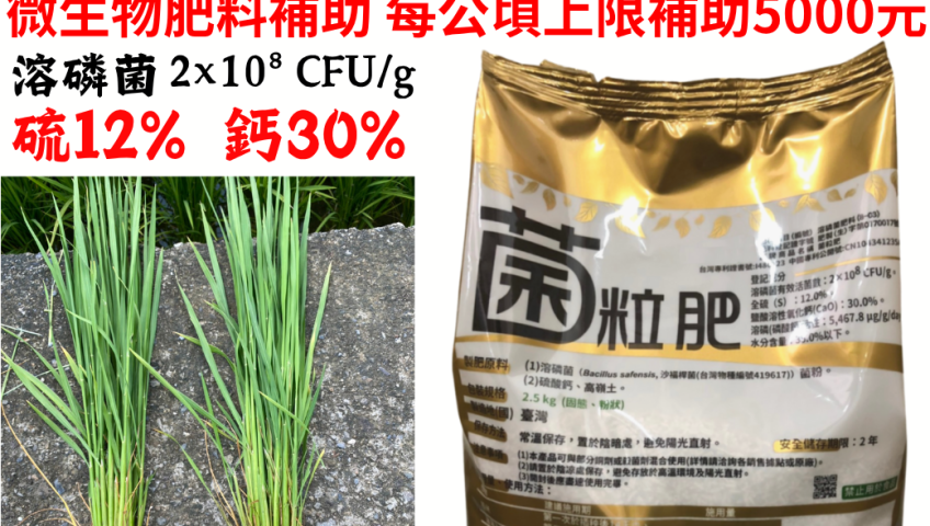 20260508菌粒肥主內含，強勢菌種：「沙福桿菌 (Bacillus safensis)」，是目前微生物肥料中非常核心且強效的菌種，特別是以溶磷能力著稱。
