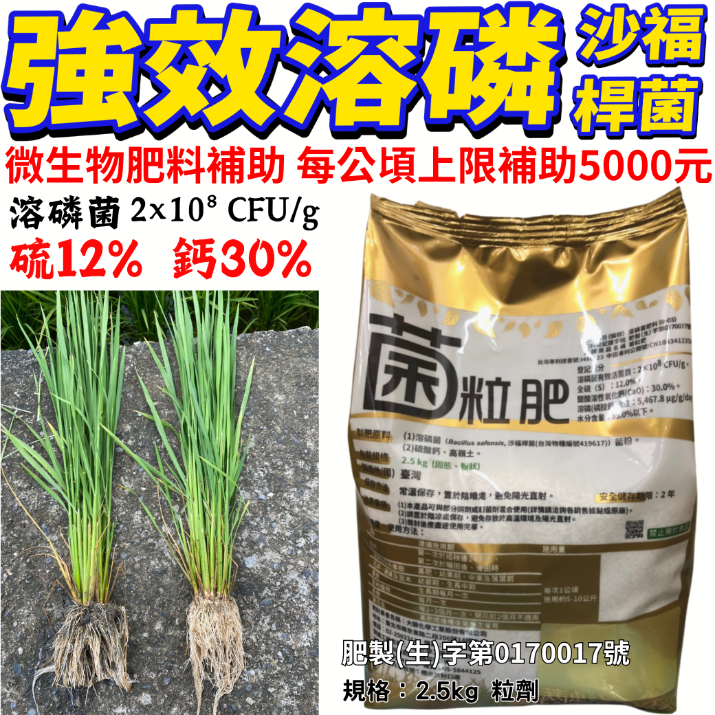 20260508菌粒肥主內含，強勢菌種：「沙福桿菌 (Bacillus safensis)」，是目前微生物肥料中非常核心且強效的菌種，特別是以溶磷能力著稱。