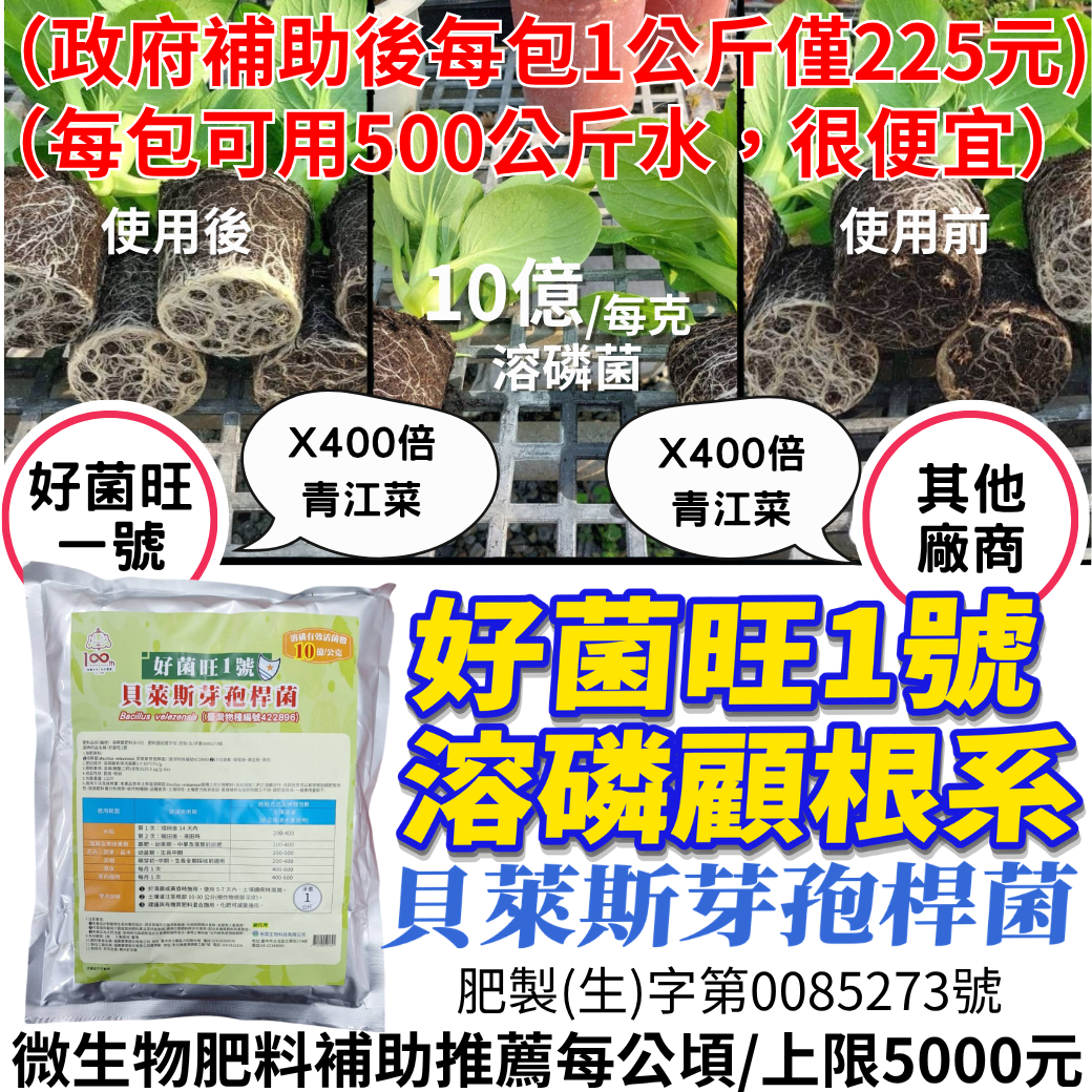 20260504貝萊斯芽孢桿菌（Bacillus velezensis，簡稱 BV）是一種環境友善的革蘭氏陽性益生菌，廣泛應用於農業作為生物農藥及微生物肥料。