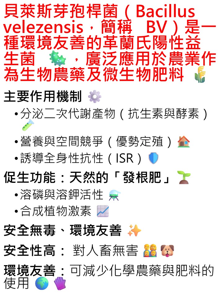 20260504貝萊斯芽孢桿菌（Bacillus velezensis，簡稱 BV）是一種環境友善的革蘭氏陽性益生菌，廣泛應用於農業作為生物農藥及微生物肥料。
