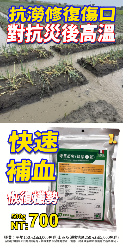20260709颱風淹水免驚！泰霖綠馨1號游離氨基酸快速補血，抗澇修復傷口、對抗災後高溫，助作物起死回生！