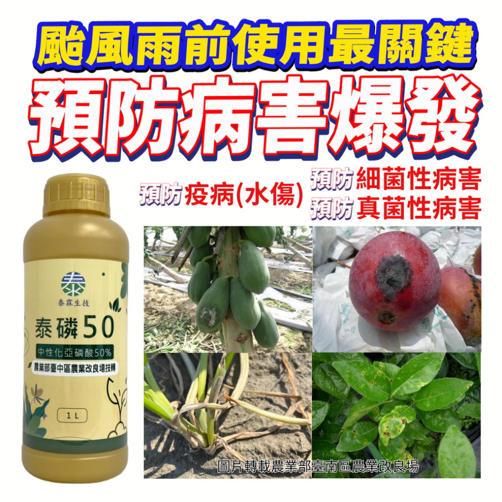 20260706巴威颱風來襲!提早預防病害【泰磷50】中性亞磷酸買1送1,把握黃金期減少風雨傷害
