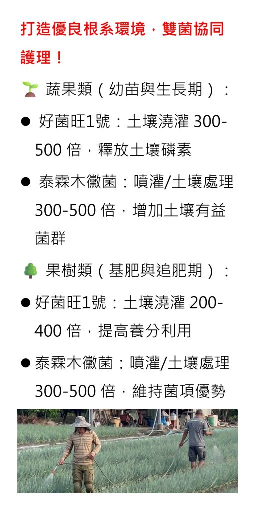 [[2026-08-10]]打造優良根系環境，好菌旺1號泰霖木黴菌，雙菌協同護理！
