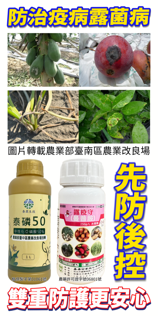 [[2026-08-07]]防治疫病露菌病！泰磷50買1送1只要600元，搭配曼普胺雙重防護更安心！