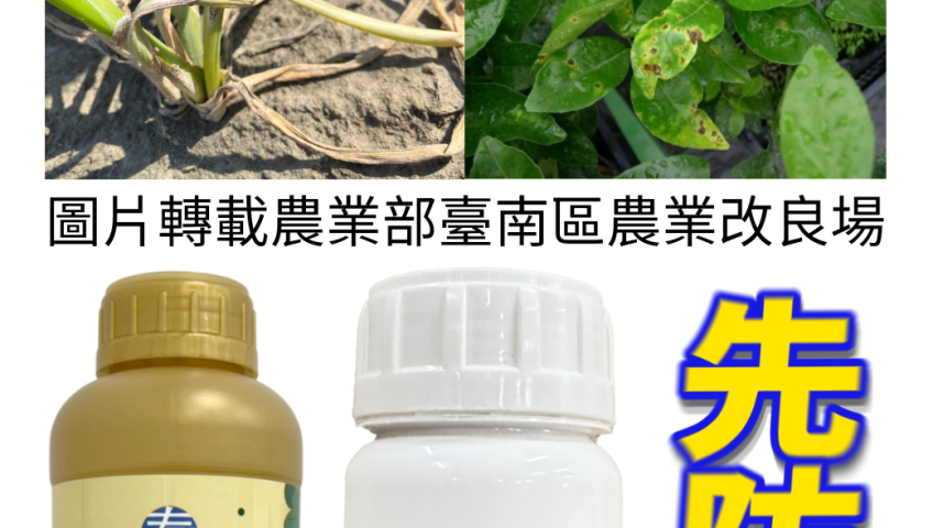 [[2026-08-07]]防治疫病露菌病！泰磷50買1送1只要600元，搭配曼普胺雙重防護更安心！